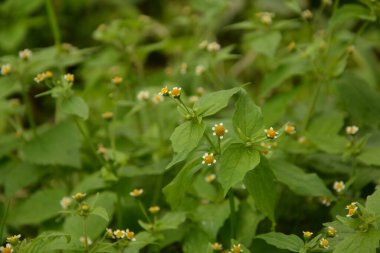 Galinsoga Parviflora - yazlık evlerinde popüler ot. Guasca, mielcilla, galinsoga, yiğit asker, yiğit ot ya da patates otunun çiçekleri. Odaklan..