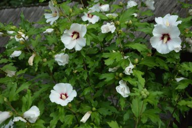 Kırmızı gözlü Rosemallow çiçeği (Hibiscus moscheutos)