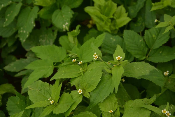 Galinsoga Parviflora Népszerű Nyári Házukban Kis Virágok Guasca Vagy Mielcilla — Stock Fotó