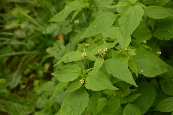 Galinsoga Parviflora Popular Weed Summer Cottage Small Flowers Guasca Mielcilla — Stock Photo, Image