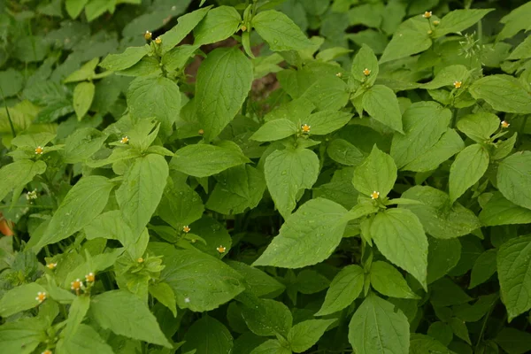 Galinsoga Parviflora Yazlık Evlerinde Popüler Guasca Mielcilla Galinsoga Yiğit Asker — Stok fotoğraf