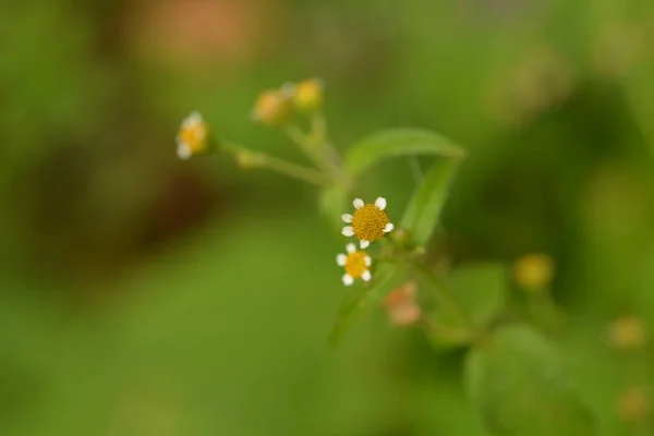 Galinsoga Parviflora Populaire Onkruid Hun Zomerhuisje Kleine Bloemen Van Guasca — Stockfoto
