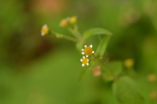 Galinsoga Parviflora Популярный Сорняк Летнем Коттедже Маленькие Цветы Гуаски Миелциллы — стоковое фото