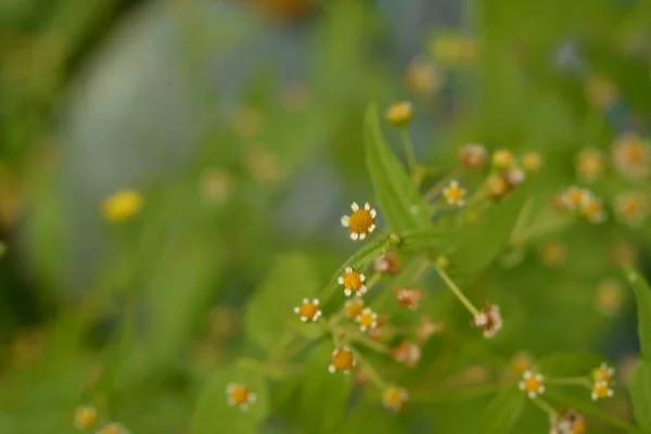 Galinsoga Parviflora Популярный Сорняк Летнем Коттедже Маленькие Цветы Гуаски Миелциллы — стоковое фото