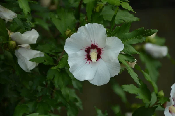 Kırmızı Gözlü Rosemallow Çiçeği Hibiscus Moscheutos — Stok fotoğraf