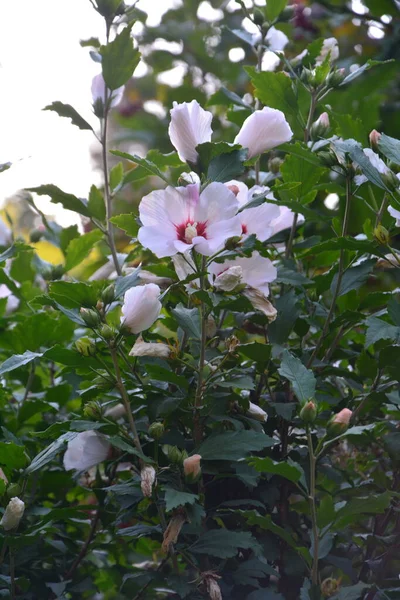 Crimson Eyed Rosemallow Flower Hibiscus Moscheutos — Stock Photo, Image