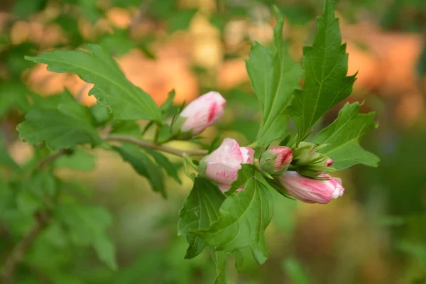 Малиновый Розовый Цветок Hibiscus Moscheutos — стоковое фото