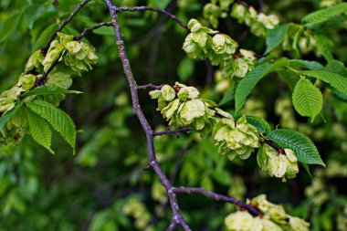 Karaağaç yaprakları ve tohumları. Karaağaç çiçekleri, İlkbaharda karaağaç meyveli dallar.
