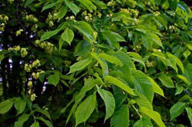 Karaağaç yaprakları ve tohumları. Karaağaç çiçekleri, İlkbaharda karaağaç meyveli dallar.