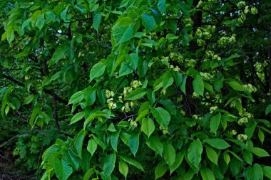 Karaağaç yaprakları ve tohumları. Karaağaç çiçekleri, İlkbaharda karaağaç meyveli dallar.