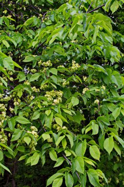Karaağaç yaprakları ve tohumları. Karaağaç çiçekleri, İlkbaharda karaağaç meyveli dallar.