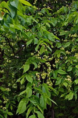 Karaağaç yaprakları ve tohumları. Karaağaç çiçekleri, İlkbaharda karaağaç meyveli dallar.