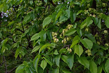 Karaağaç yaprakları ve tohumları. Karaağaç çiçekleri, İlkbaharda karaağaç meyveli dallar.