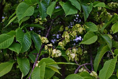 Karaağaç yaprakları ve tohumları. Karaağaç çiçekleri, İlkbaharda karaağaç meyveli dallar.