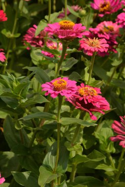 Bahçedeki genel zinya veya zarif zinya (Zinnia elegans).