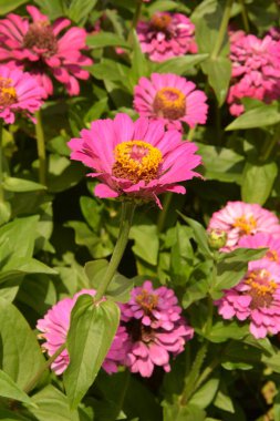 Bahçedeki genel zinya veya zarif zinya (Zinnia elegans).