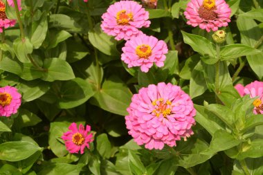 Bahçedeki genel zinya veya zarif zinya (Zinnia elegans).