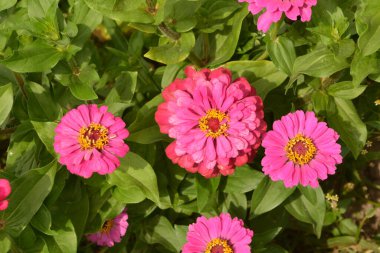 Bahçedeki genel zinya veya zarif zinya (Zinnia elegans).