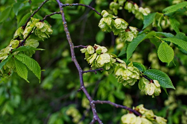 Karaağaç yaprakları ve tohumları. Karaağaç çiçekleri, İlkbaharda karaağaç meyveli dallar.