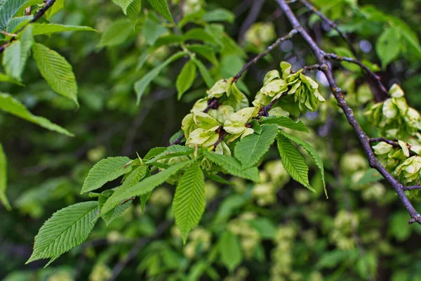 Karaağaç yaprakları ve tohumları. Karaağaç çiçekleri, İlkbaharda karaağaç meyveli dallar.