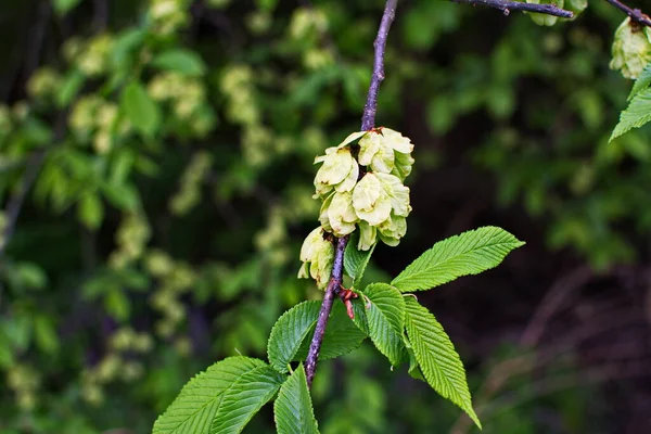 Karaağaç yaprakları ve tohumları. Karaağaç çiçekleri, İlkbaharda karaağaç meyveli dallar.