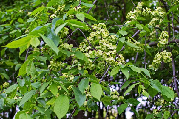 Ulmenblätter Und Samen Ulmenblüten Der Ulmenzweig Mit Ulmenfrüchten Frühling — Stockfoto