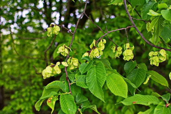 Karaağaç yaprakları ve tohumları. Karaağaç çiçekleri, İlkbaharda karaağaç meyveli dallar.