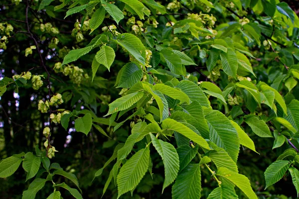 Karaağaç yaprakları ve tohumları. Karaağaç çiçekleri, İlkbaharda karaağaç meyveli dallar.
