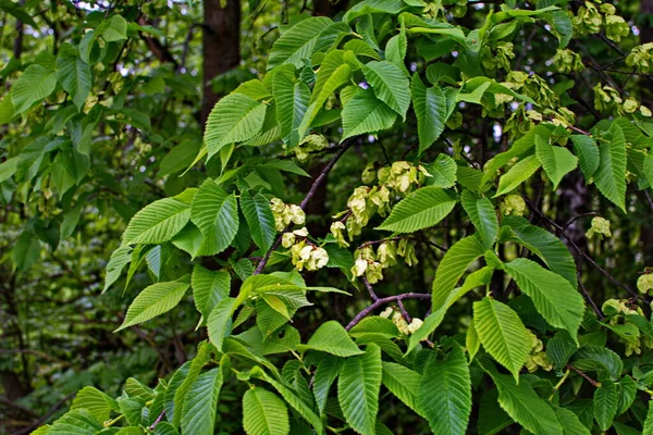 エルムの葉と種 エルムの花 春にエルム果実を持つエルムの枝 — ストック写真
