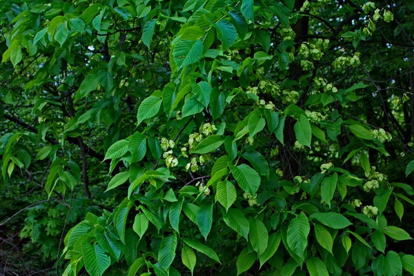 Karaağaç yaprakları ve tohumları. Karaağaç çiçekleri, İlkbaharda karaağaç meyveli dallar.