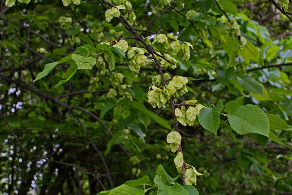 エルムの葉と種 エルムの花 春にエルム果実を持つエルムの枝 — ストック写真
