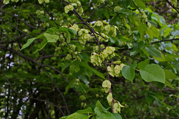 Elm Folhas Sementes Flores Elms Ramo Ulmeiro Com Frutos Ulmeiro — Fotografia de Stock