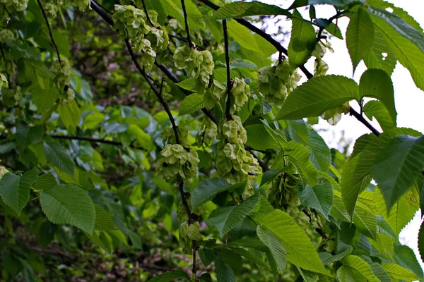 榆树的叶子和种子 榆树的花朵 榆树的枝条 春天结榆树的果实 — 图库照片