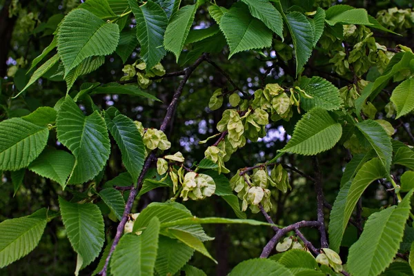 Karaağaç yaprakları ve tohumları. Karaağaç çiçekleri, İlkbaharda karaağaç meyveli dallar.