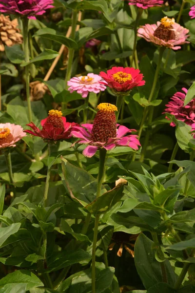 Bahçedeki genel zinya veya zarif zinya (Zinnia elegans).
