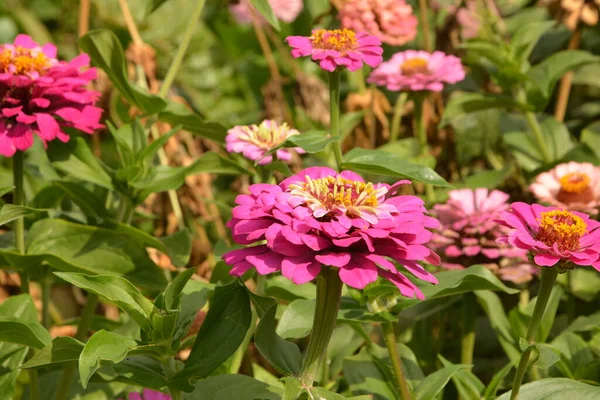 Vanliga Zinnia Eller Elegant Zinnia Zinnia Elegans Trädgården — Stockfoto