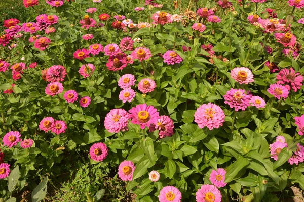 Fælles Zinnia Eller Elegante Zinnia Zinnia Elegans Haven - Stock-foto