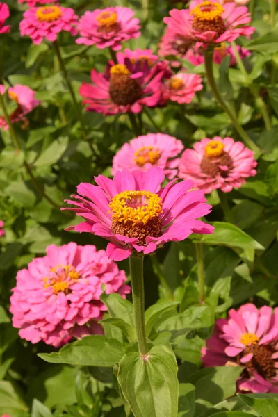 Bahçedeki genel zinya veya zarif zinya (Zinnia elegans).