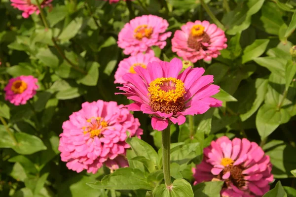 Bahçedeki genel zinya veya zarif zinya (Zinnia elegans).