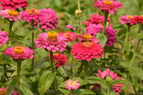 Common Zinnia Elegant Zinnia Zinnia Elegans Garden — Stock Photo, Image