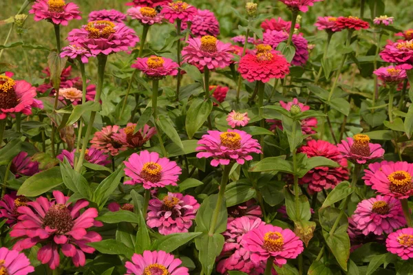 Zinnia Común Zinnia Elegante Zinnia Elegans Jardín — Foto de Stock