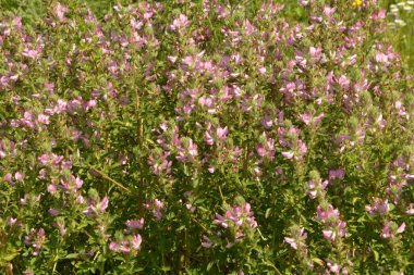 Ononis arvensis çayırda çiçek açar. Resthok alanı, Ononis arvensis bahçede. Ononis arvensis çiçeğinin üzerindeki arı. Bahçede tıbbi bitkilerin yetiştirilmesi