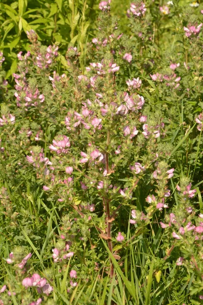 Ononis Arvensis Fleurit Dans Prairie Field Restharrow Ononis Arvensis Dans — Photo