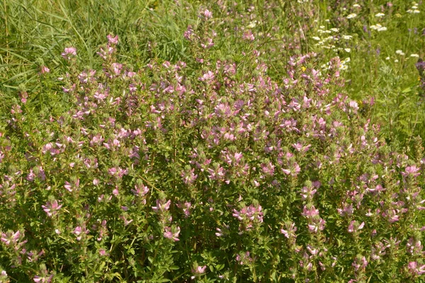 Ononis Arvensis Fleurit Dans Prairie Field Restharrow Ononis Arvensis Dans — Photo