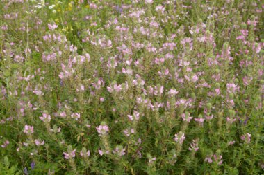 Ononis arvensis çayırda çiçek açar. Resthok alanı, Ononis arvensis bahçede. Ononis arvensis çiçeğinin üzerindeki arı. Bahçede tıbbi bitkilerin yetiştirilmesi
