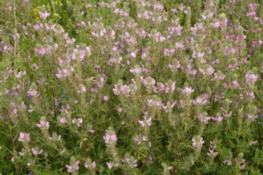 Ononis arvensis çayırda çiçek açar. Resthok alanı, Ononis arvensis bahçede. Ononis arvensis çiçeğinin üzerindeki arı. Bahçede tıbbi bitkilerin yetiştirilmesi