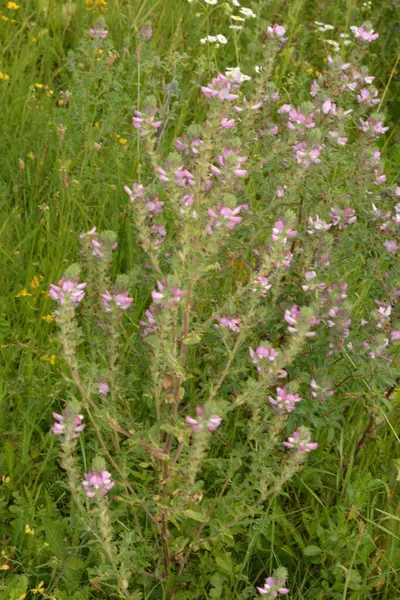 Ononis Arvensis Fleurit Dans Prairie Field Restharrow Ononis Arvensis Dans — Photo