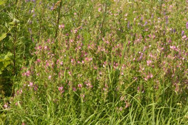 Ononis arvensis çayırda çiçek açar. Resthok alanı, Ononis arvensis bahçede. Ononis arvensis çiçeğinin üzerindeki arı. Bahçede tıbbi bitkilerin yetiştirilmesi