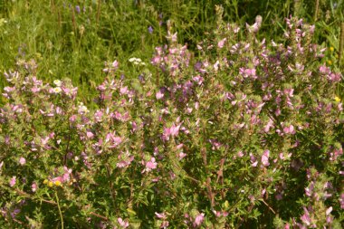 Ononis arvensis çayırda çiçek açar. Resthok alanı, Ononis arvensis bahçede. Ononis arvensis çiçeğinin üzerindeki arı. Bahçede tıbbi bitkilerin yetiştirilmesi