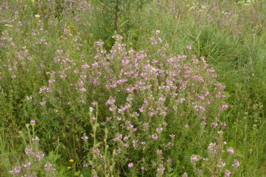 Ononis arvensis çayırda çiçek açar. Resthok alanı, Ononis arvensis bahçede. Ononis arvensis çiçeğinin üzerindeki arı. Bahçede tıbbi bitkilerin yetiştirilmesi